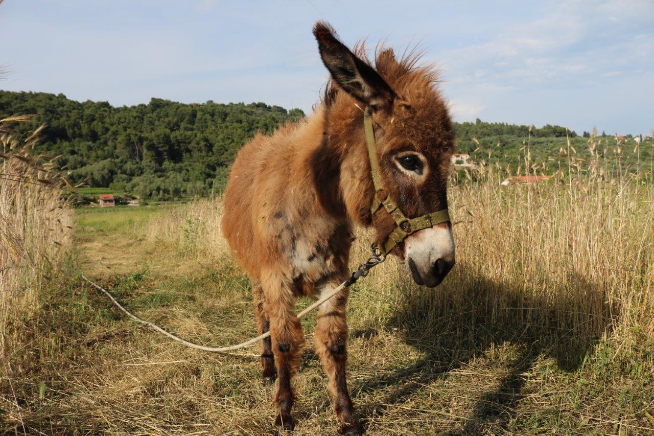 Aktivferien Segeln und Wandern rund um Dubrovnik und Elaphiten